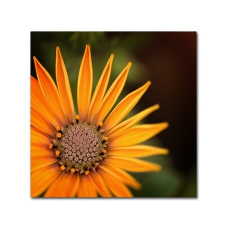 Trademark Fine Art Philippe Sainte-Laudy 'Everyday' Canvas Art, 24x24 PSL0539-C2424GG